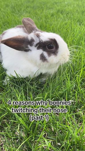 Understanding Bunny Behavior: Why Do Bunnies Twitch Their Noses?
