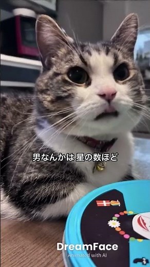 #すずめの涙 #桂銀淑 #cat #猫のいる暮らし #歌 #歌詞有 #昭和歌謡 #catvideos