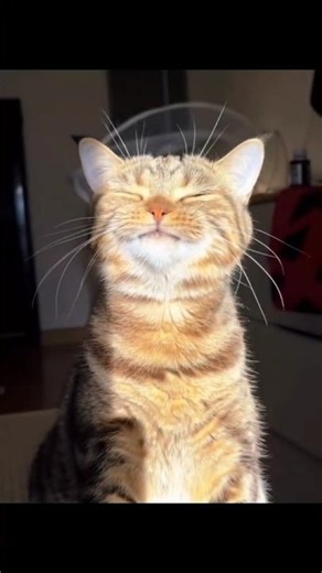 Types of Cats 😹 Funny Cute Kitty Moments #shorts #ytshorts #cat #animals #cute #usa #usacats #pets