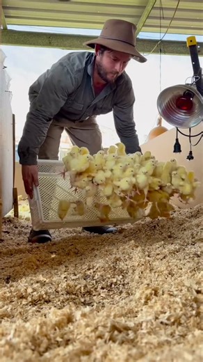 Animals Doing Things on Instagram: "No chicks were harmed in the making of this video 😂🐥 @hillsidefoodforest - a regenerative farm raising happy, pasture-raised animals 💚"