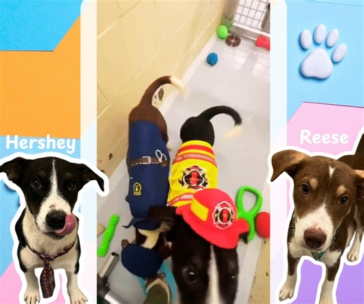 🚨🐾 Paw Patrol, Paw Patrol, these pups are on a roll! 🐾🚨 Meet Reese the Cop 👮‍♂️ and Hershey the Firefighter 🚒 — two 4-month-old pups who are dressed for the job but really just want to be your forever companions! Reese is ready to keep your heart safe 💛 Hershey is on call to put out all your lonely days ❤️ Together they’re a playful, loving team who will fill your home with laughs, cuddles, and plenty of paw-sitivity. 🐾 Adopt one or both and let your very own Paw Patrol hero save the day