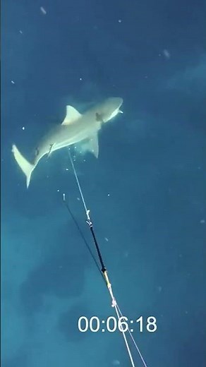 I Shot The Shark with my SPEARGUN...On Accident! #fishing#shark