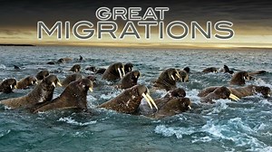 Great Migrations - Nat Geo Reality Series - Where To Watch