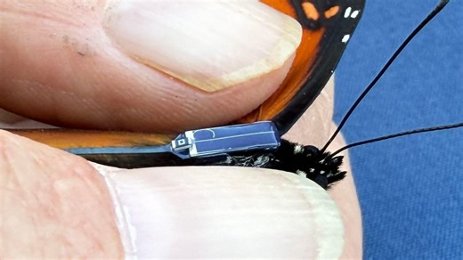 How tiny transmitters made for butterflies are revolutionizing wildlife tracking