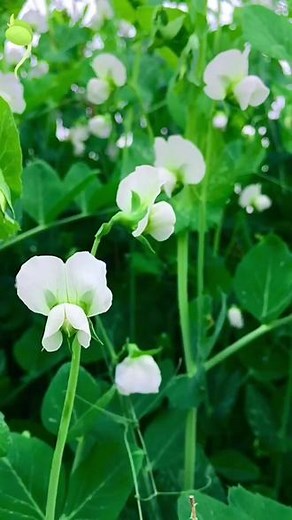 豌豆花～花语：喜悦、回忆、优美、启程、出发！