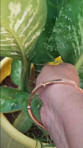 Dumb Cane Plant 🪴| Home Garden vlog 😀 | Triming 💕|
