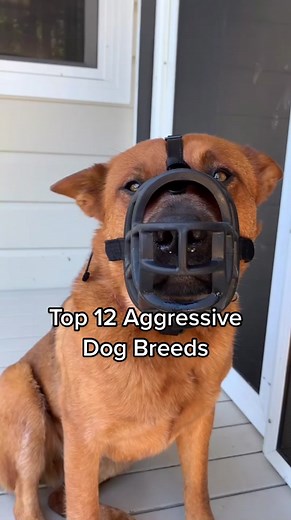 Top 12 Aggressive Dog Breeds: Do You Agree? 🤔