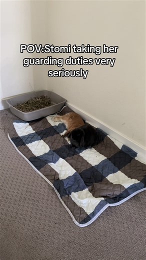 Bambi&Stormi on TikTok