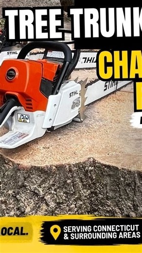 BIG Tree Trunk CUT DOWN! 🪚🌳 Chainsaw Tree Removal in Action | Tree Wise Guys of CT LLC