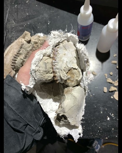 Prepping a Small Fossil Oreodont Skull