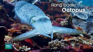 44K views · 618 reactions | The Octopus can change its shape and colour and lure prey towards it. Once the prey is close enough, they attack them with lightning fast reflexes. Wish we all had that kind of superpowers, don’t we? #WorldOctopusDay | Sony BBC Earth | Facebook