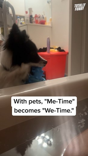 Who needs a rubber ducky when you can have a dog toy? 🤣 #totallyfunnyanimals | Totally Funny Animals