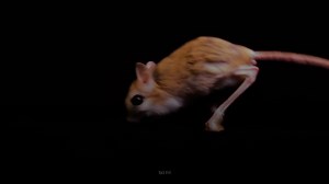 How a small, fur-covered survivor mastered the desert with dinosaur-like moves