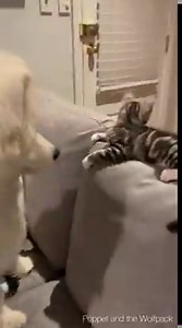 It’s here! Teddy’s best Boops compilation showcasing some of his very best boops over his lifetime. Please enjoy and don’t forget to leave a rating on the quality of boops 😅 Music: Mai Tai Musician: Jeff Kaale | Poppet and the Wolf Pack