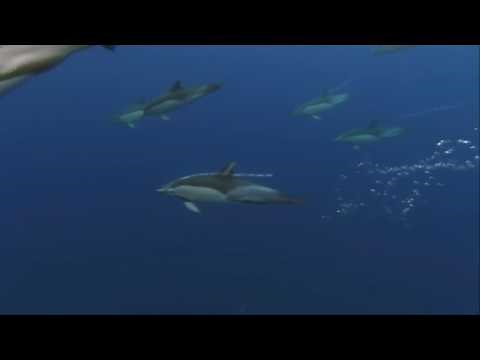 Shooting Stars meme template