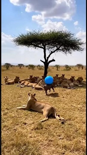 Warthog vs Lion Funny Moments 🦁🐗 #funnyanimals #wildlifecomedy #animalfails #savannamoments