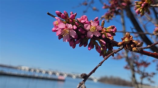 Okame cherry trees begin to bloom at National Harbor