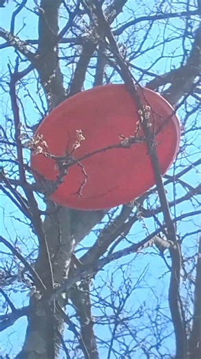 disc golf disk stuck on a tree limb