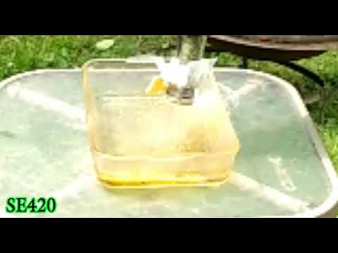 #BHO How to make your own Butane Hash Oil at home safely and easy #shorts