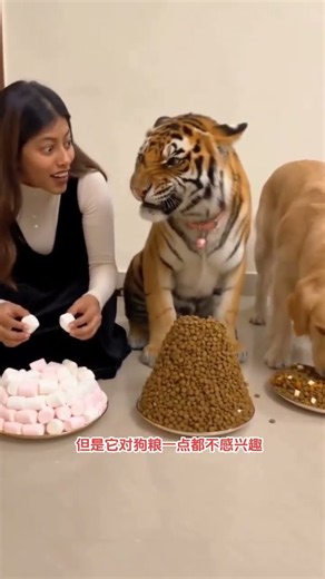 久別重逢的溫柔：當東北虎一眼認出相伴的她，跨越物種的深情告白。