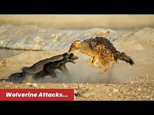 10 Unbelievable Honey Badger And Wolverine Attacks