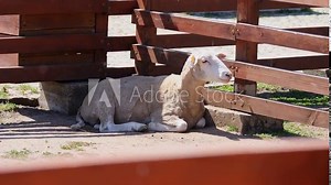 Sheep rest in a pen with a wooden fence, enjoying the sun. An organic farm raising sheep for milk and meat. Clean, well-kept sheep greet visitors at the fence.