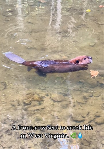 Beaver Wildlife Encounters in West Virginia
