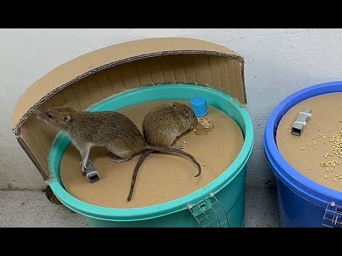 Best Rat Trap Comparison: Which Bucket Trap Catches More Rats? (Real Test)