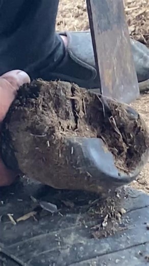 Satisfying Donkey Hoof Trimming Process