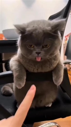 Hilarious Cat Memes Compilation 2022