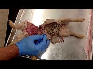 Fetal Pig Digestive