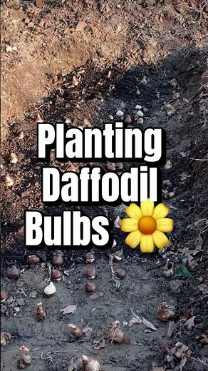 Planting Daffodil Bulbs 🌼 Easy Spring Flowers That Come Back Every Year