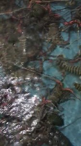 45 reactions · 4 comments | AVAILABLE NOW | Lobster online delivery | Facebook