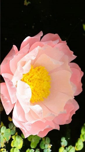 DIY Giant Paper Flower - How To Make Giant Flower Crepe Paper - DIY Craft Tutorial