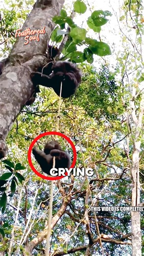 1.5K views · 17 reactions | Smart Sloth Mom Saves Her Baby With a Rope ❤️殮 A baby sloth fell from a tree, but this incredible mama found a way. Using a simple rope, she gently pulled her little one back into her arms. A powerful moment of love, instinct, and pure emotion. #foryou #fyp #slothlove #animalrescue #heartwarming | Featheredsoul | Facebook