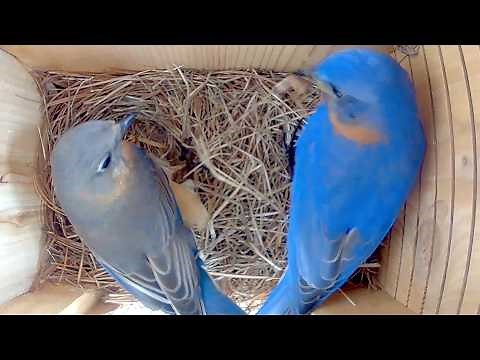 A Fascinating Look at Bluebirds Building a Nest: Time-Lapse Video with Live Nest Box Cam