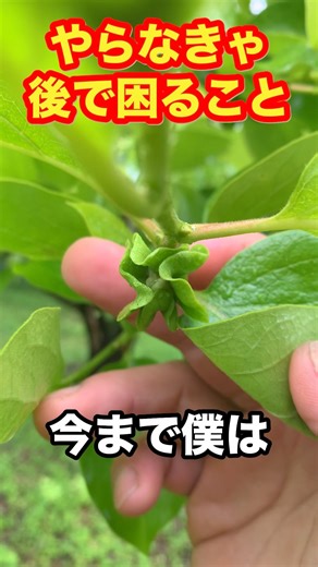 I've decided to do the important persimmon tree care tasks that I've neglected every year because...