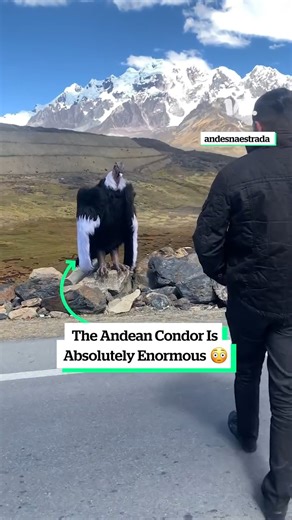 This is a fake bird, but the size is accurate, making it perfect for safely comparing the size of the Andean Condor to a human 😳 🎥: IG/andesnaestrada | VT