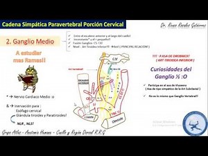 Cervical Sympathetic Ganglia | Atlas Group | Human Anatomy