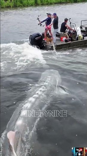 big fish chasing a fishing boat #shorts #fishing #bigfish