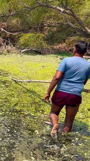 Primitive Skills: Catching Big Fish with Bare Hands | Unique Hand Fishing Technique in the DeepRiver