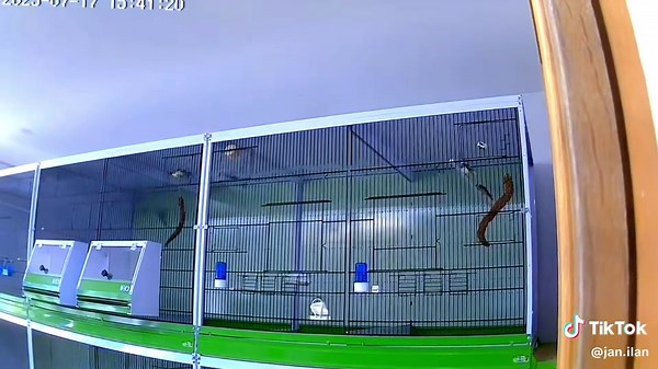 jan.David (@jan.ilan)’s videos with Originalton - jan.David