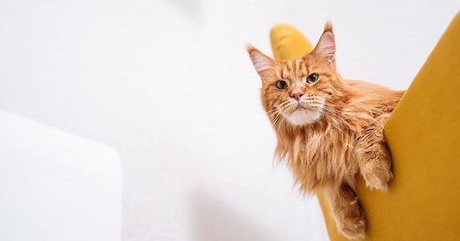 Guard cat on duty: Breeds that can actually protect you from danger