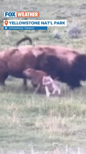 10K views · 218 reactions | INCREDIBLE MOMENT AT YELLOWSTONE: Two adult bison bravely saves calf from wolves #yellowstone #bison #wolves #yellowstonenationalpark | FOX Weather | Facebook