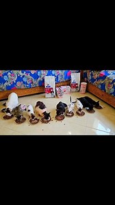 13K views · 258 reactions | Hungry Kittens #reels #viral #cats | Cute Kittens | Facebook