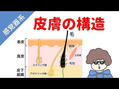 皮膚の構造