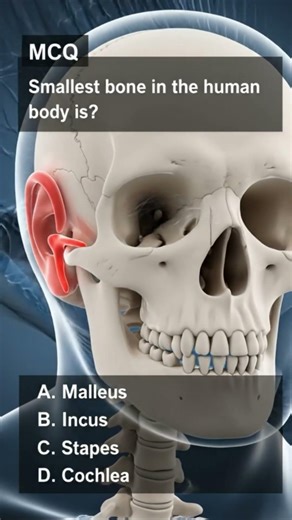 Anatomy Question ❓ Smallest Bone in Human Body | 3D
