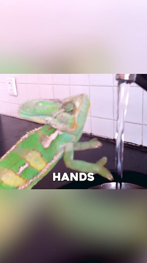 A funny video shows a chameleon appearing to wash its hands under running water—just like a person! With its tiny claws and calm attitude, the colorful reptile looks adorably hygienic. Nature never fails to surprise us with its charm and humor! 🦎💦 #Chameleon #FunnyAnimals #CleanHands #ViralVideo #NatureLovers | Featheredsoul