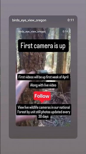 View live wildlife cameras in Oregon national Forest