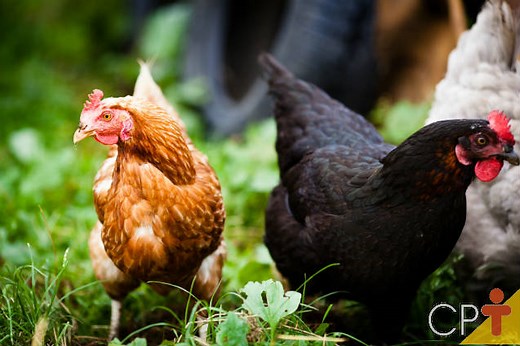 Confira as raças de galinha poedeira e para abate